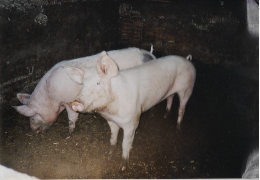 Piggi und Piggeldi Massentierhaltung